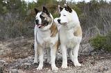 AKITA AMERICAIN 317